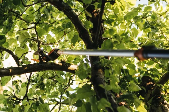 Astschere an Baum